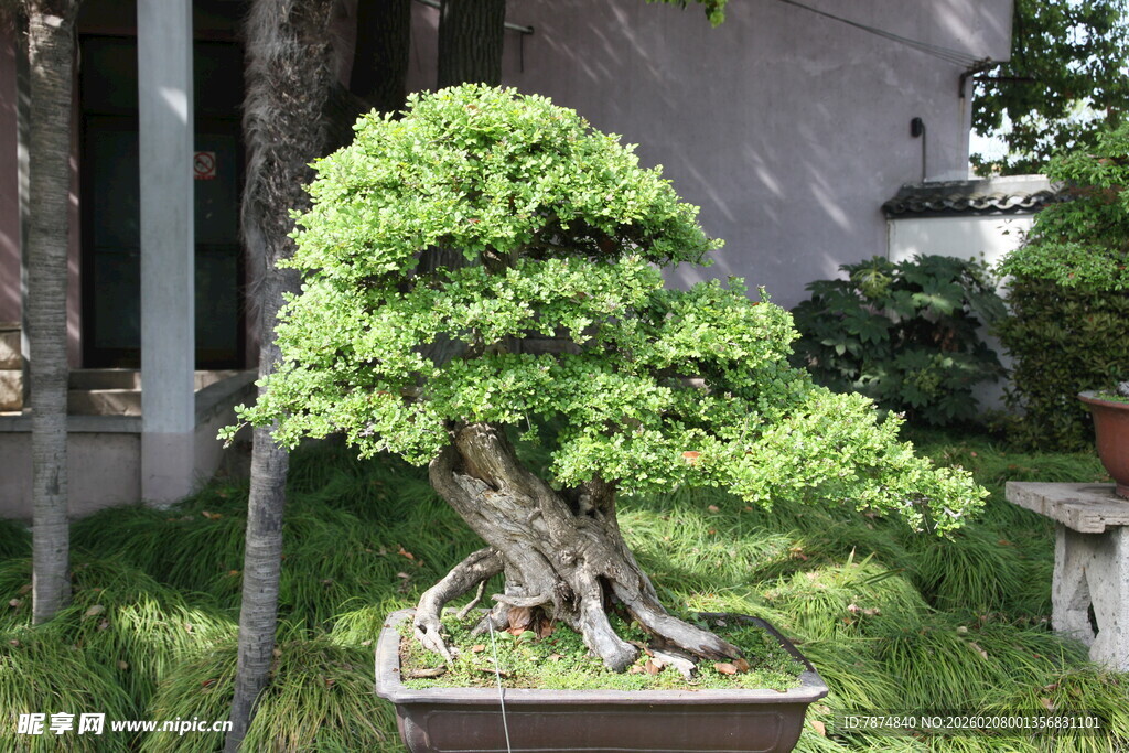 精致盆景绿意盎然