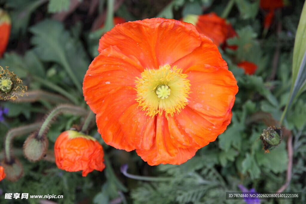 鲜艳橙红色鲜花特写