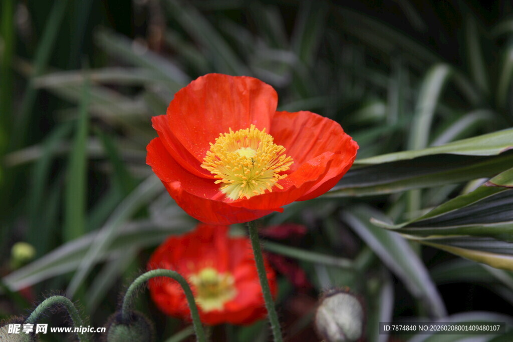 艳丽鲜花绽放绿叶间