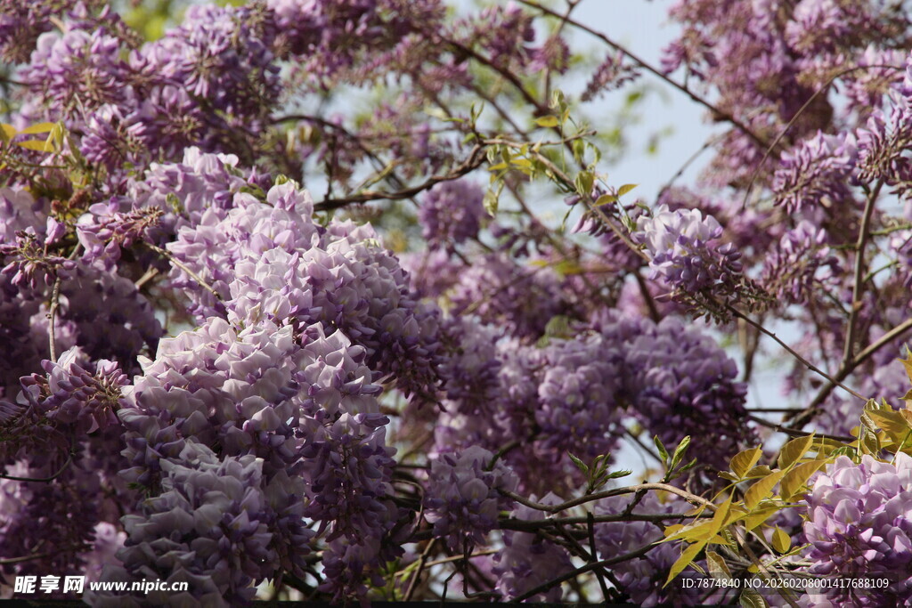 盛开的紫丁香花