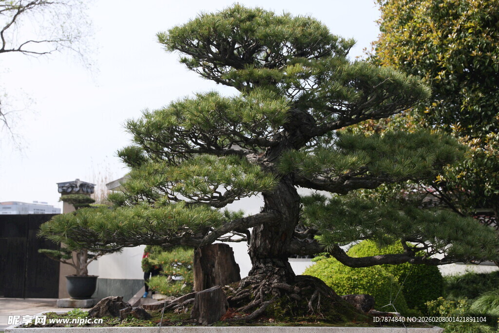庭院中的精美松树盆景