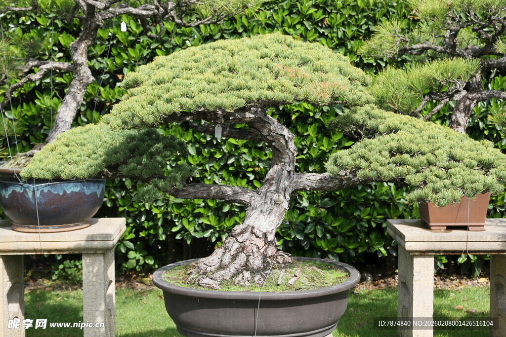 精致盆景展示独特园艺美