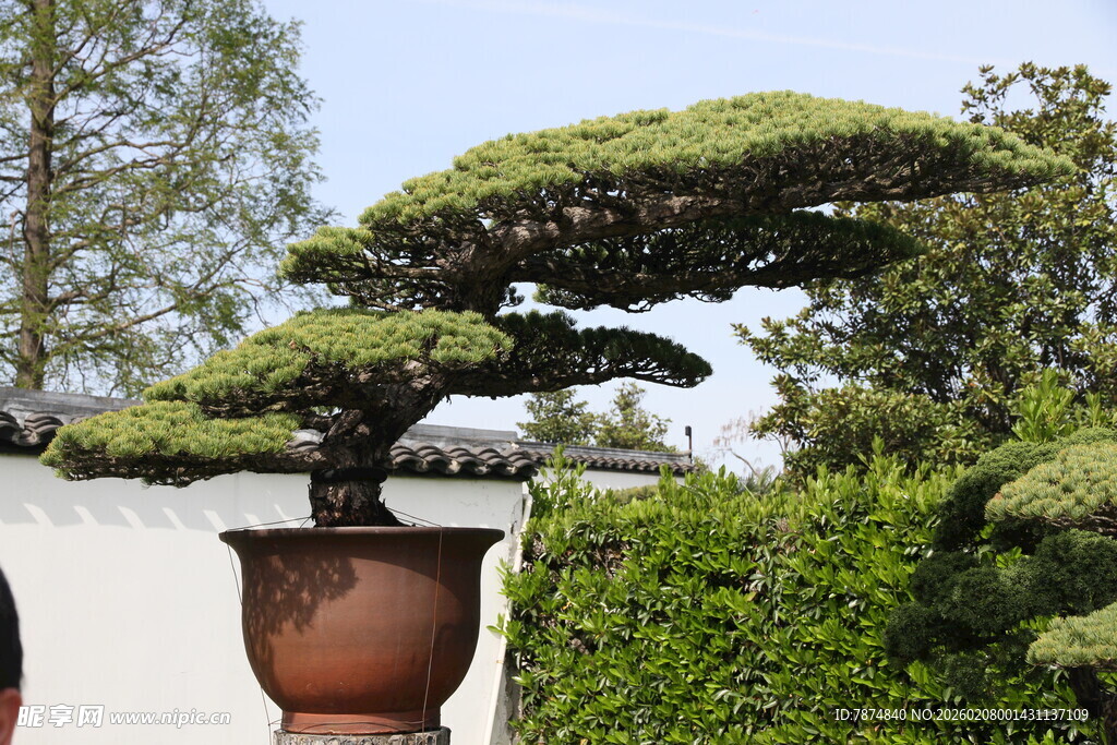 精致盆景展现园艺之美