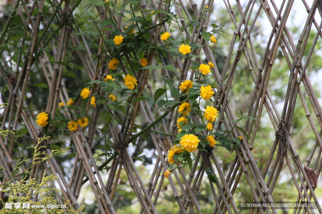 栅栏旁盛开的黄色小花