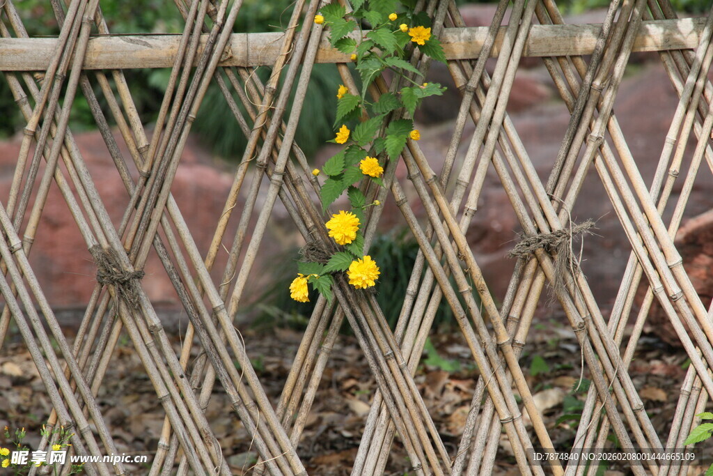 竹编围栏上的黄色小花