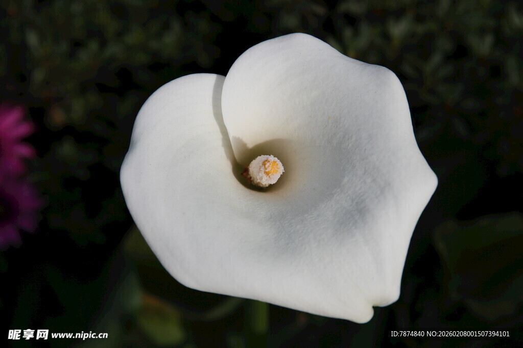白色马蹄莲特写
