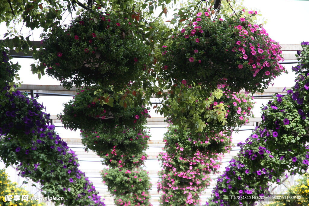 多彩花卉装点的美丽景观