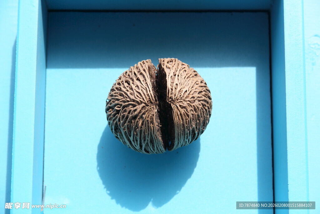 蓝色背景上的棕色坚果