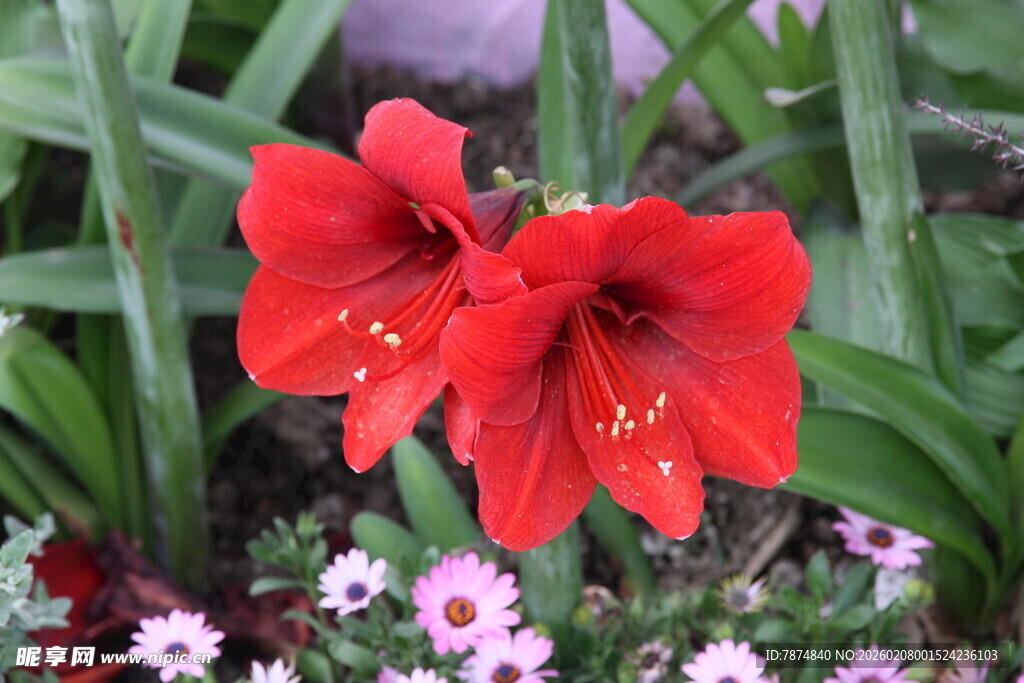 艳丽朱顶红与小花相伴