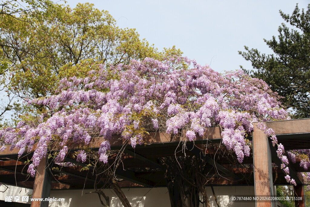 紫藤花架下的烂漫景致
