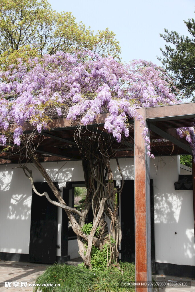 紫藤花下的雅致景致