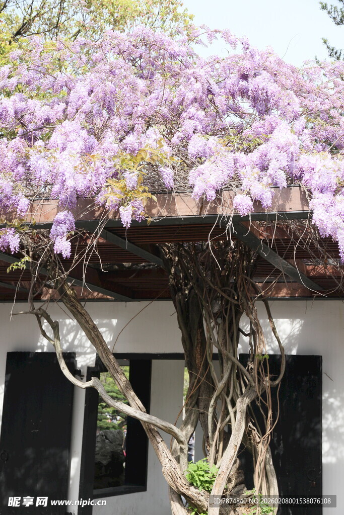 紫花树旁的古朴建筑