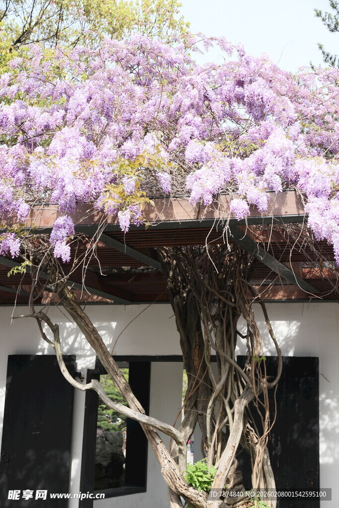 紫藤花垂绕古朴建筑