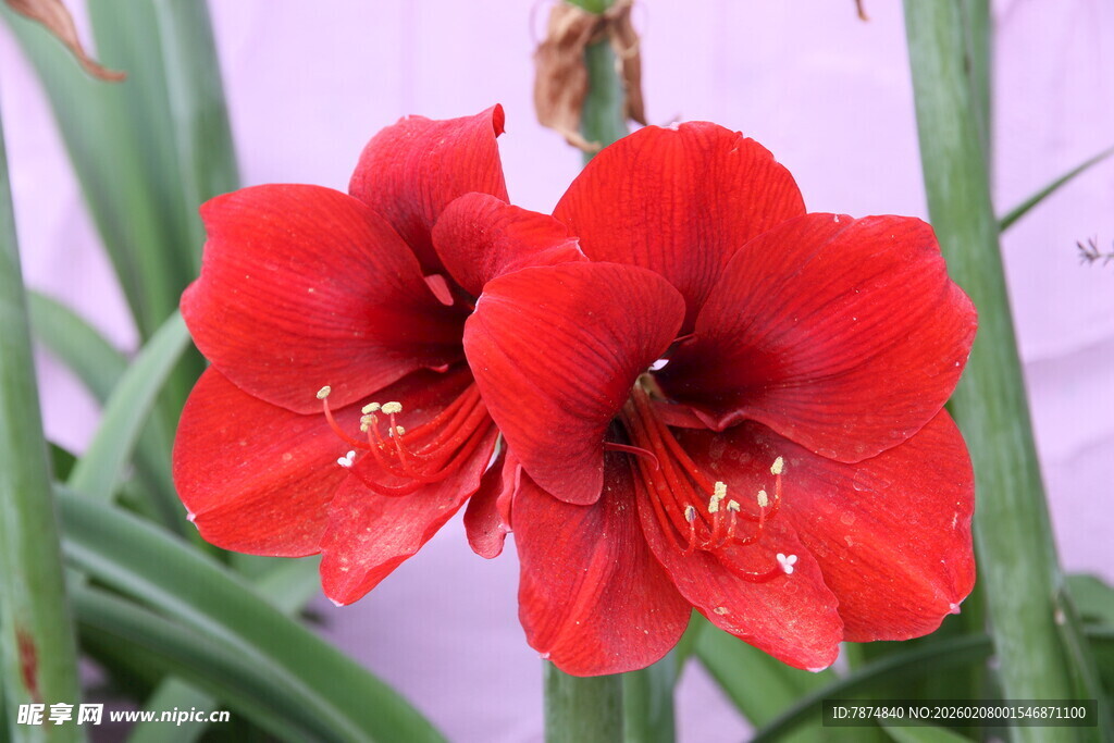 娇艳朱顶红绽放