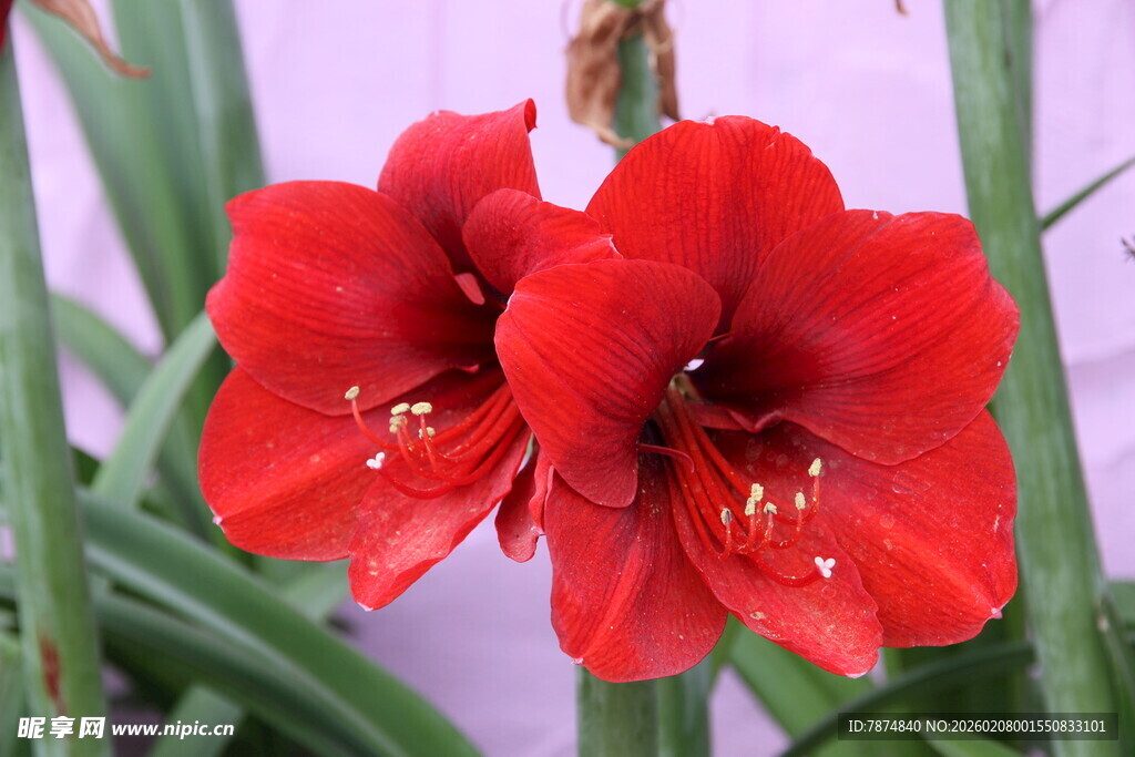 两朵艳丽朱顶红绽放