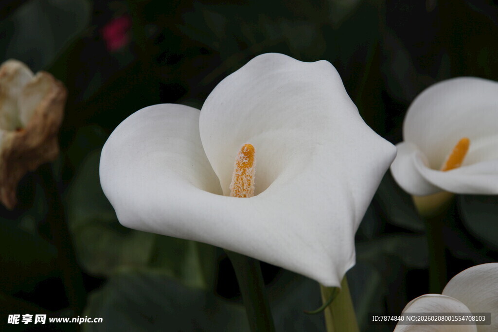 优雅白色马蹄莲绽放