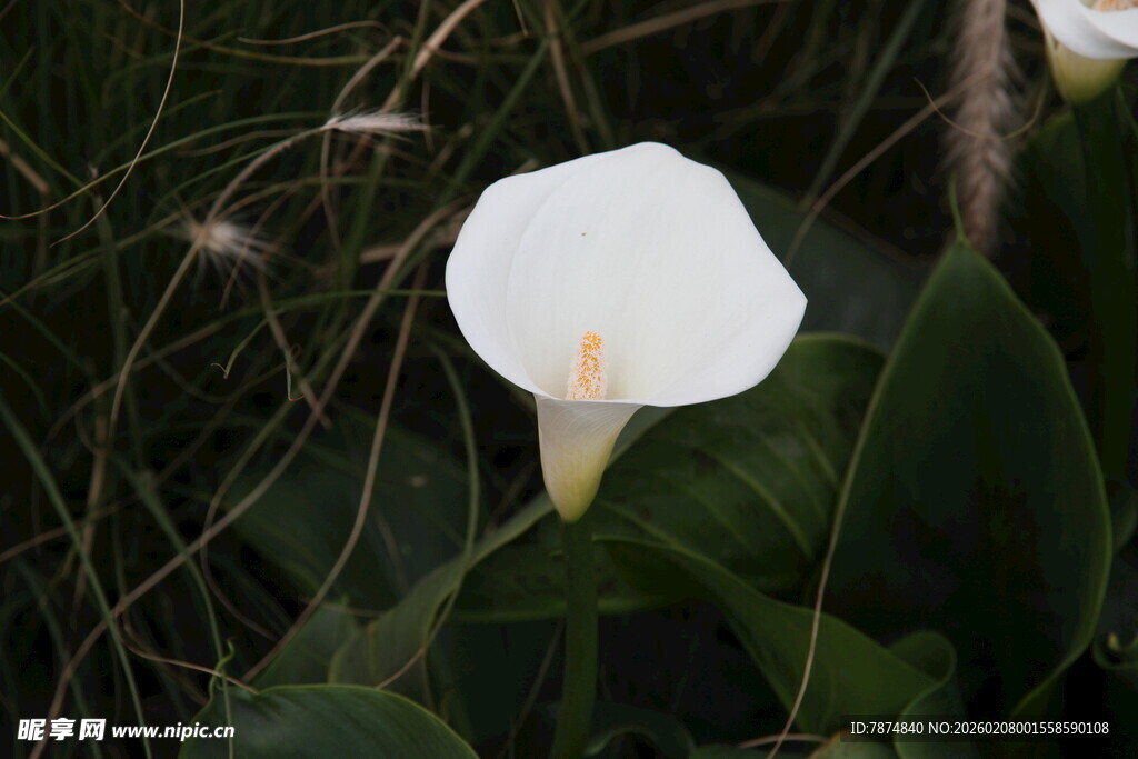 白色马蹄莲绽放于草丛