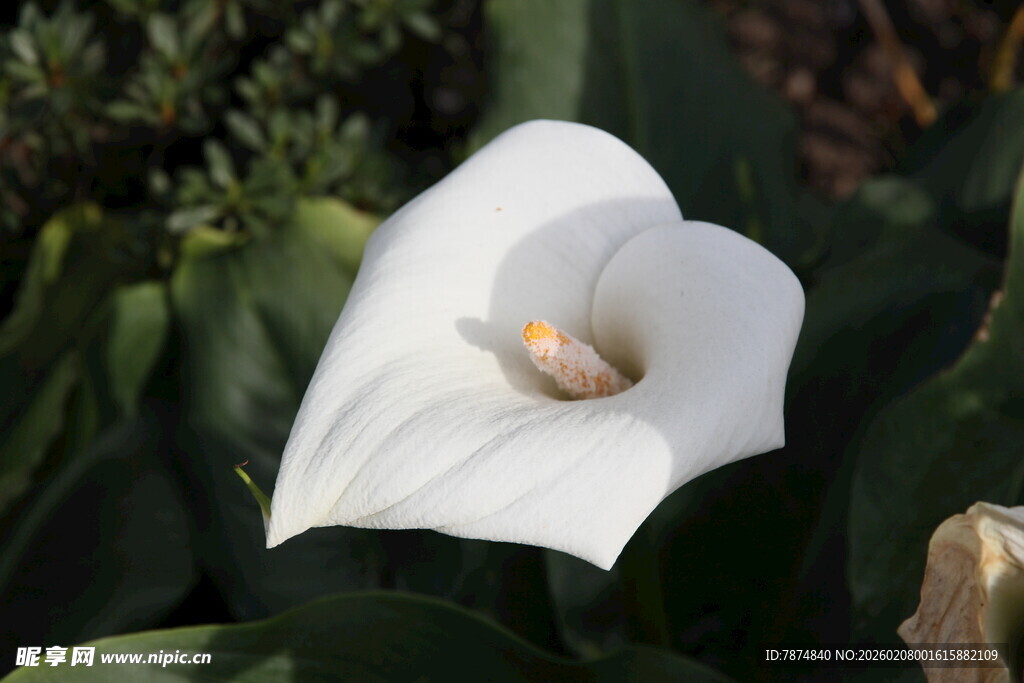 白色马蹄莲特写