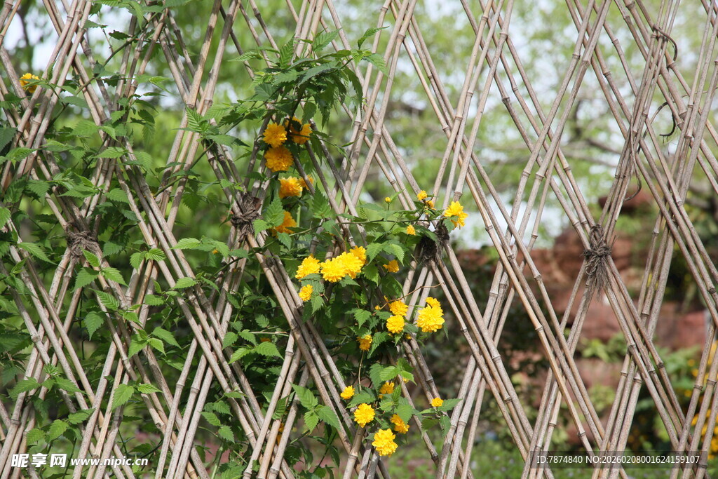 栅栏边绽放的黄色小花