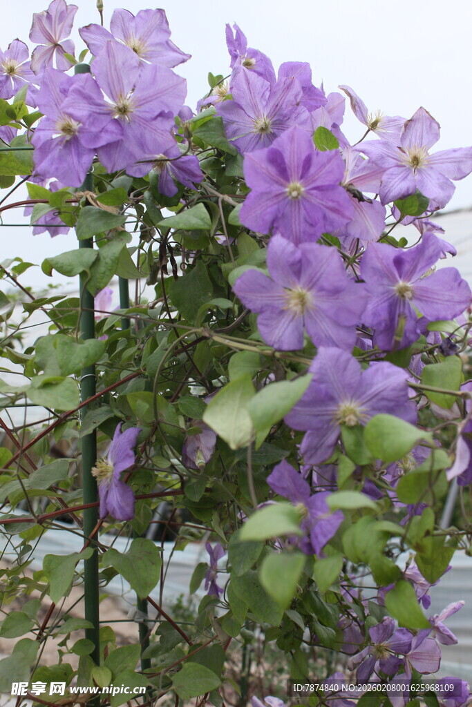 紫色铁线莲绽放美景