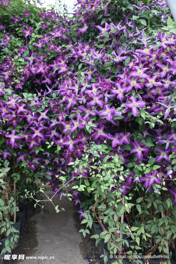 紫色花卉繁茂的绿植景观