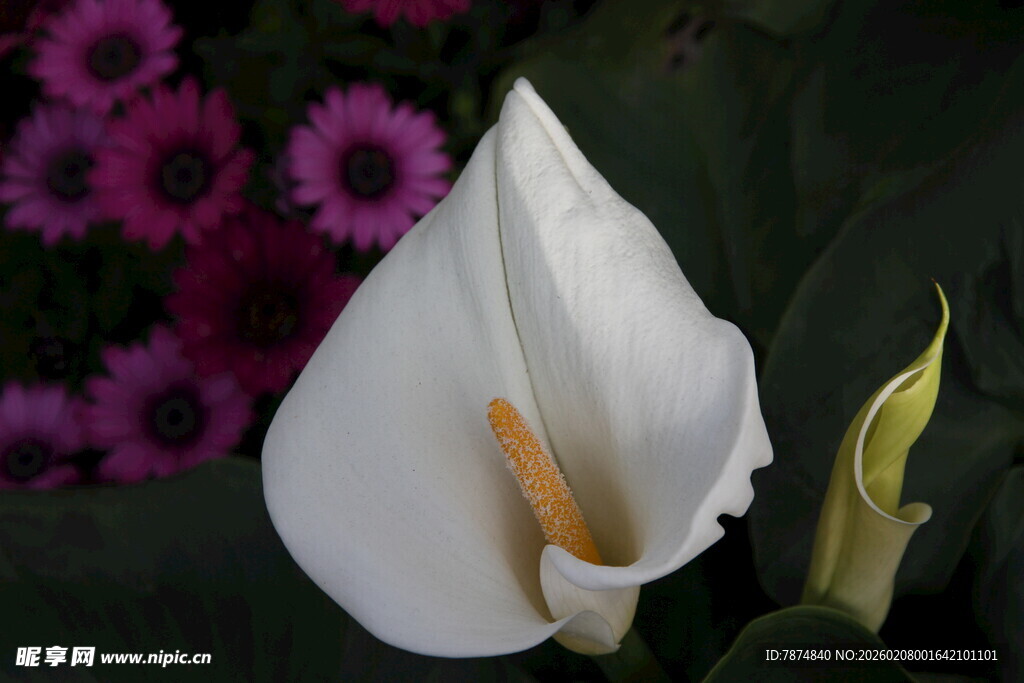 优雅白马蹄莲绽放