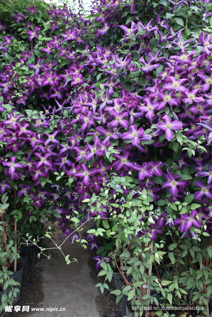 紫色花卉繁茂景象