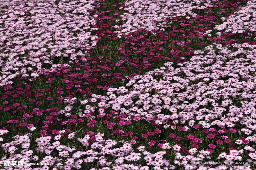 繁花似锦的绚烂花卉景观