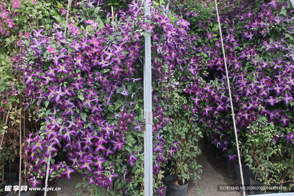 紫色花墙 浪漫花卉景观