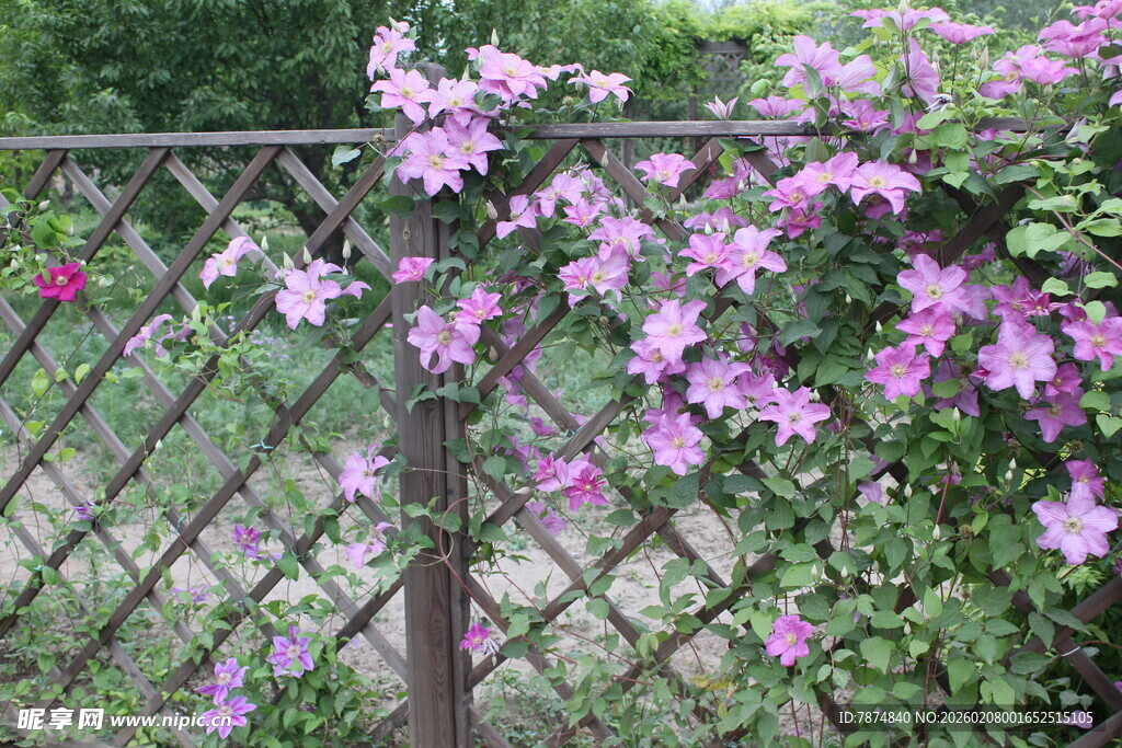 栅栏边绽放的紫色花卉