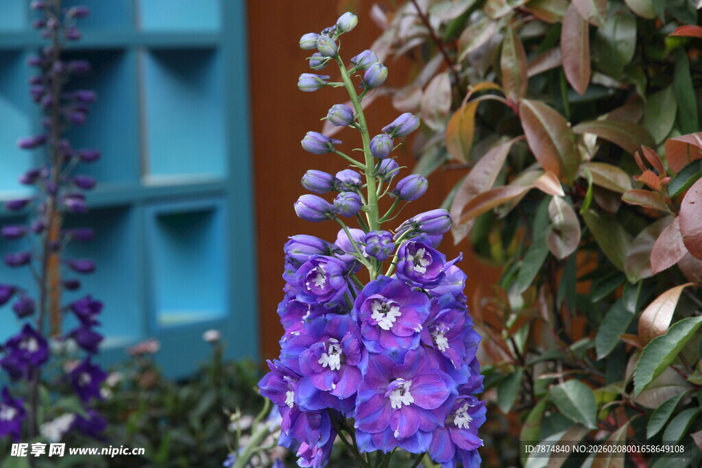 紫色花卉绽放于绿植间