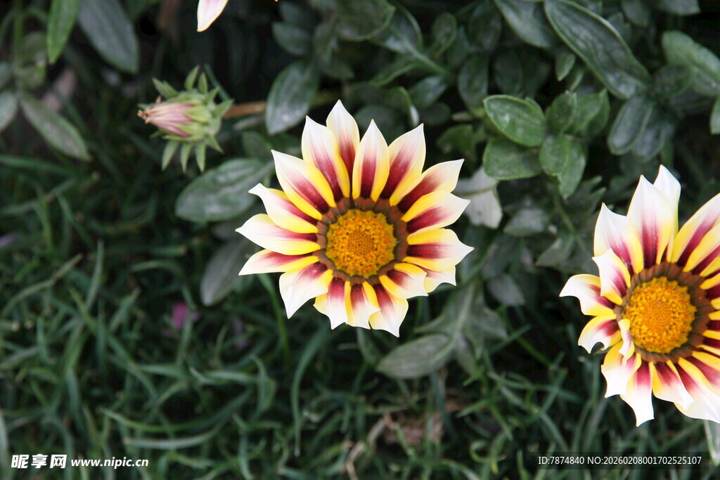 多彩勋章菊绽放于草丛