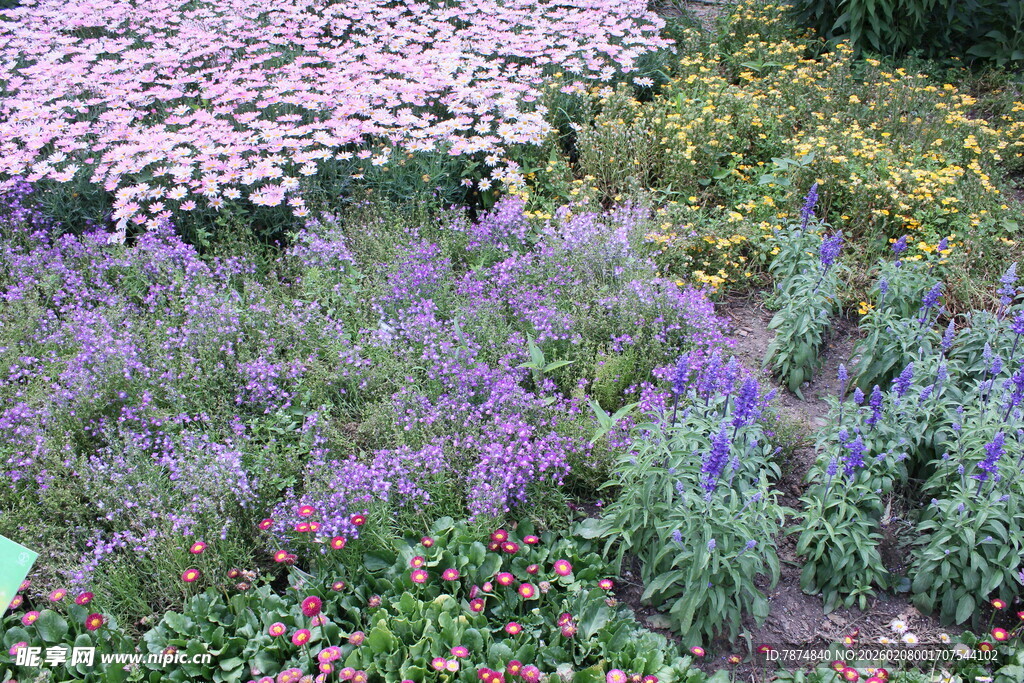 繁花盛开的多彩植物景观