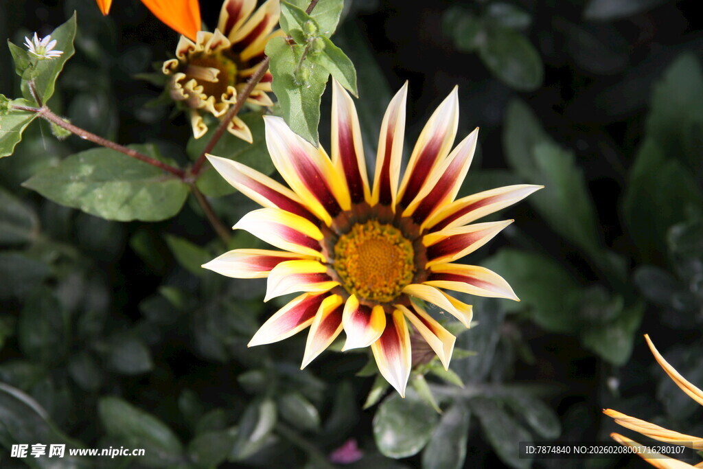 多彩勋章菊特写