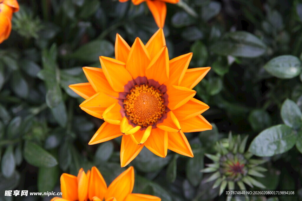 橙色勋章菊绽放