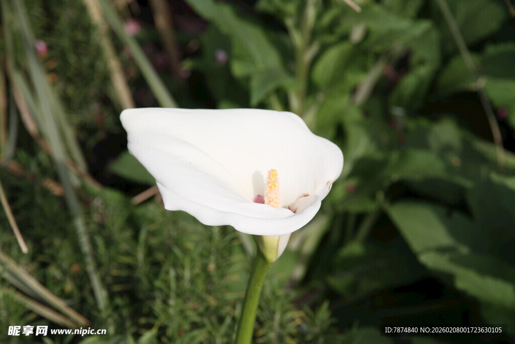 白色海芋花特写