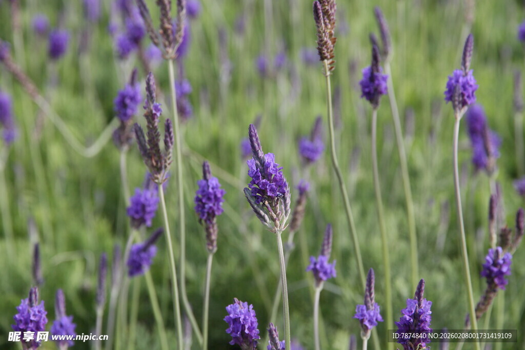 紫色薰衣草花海美景