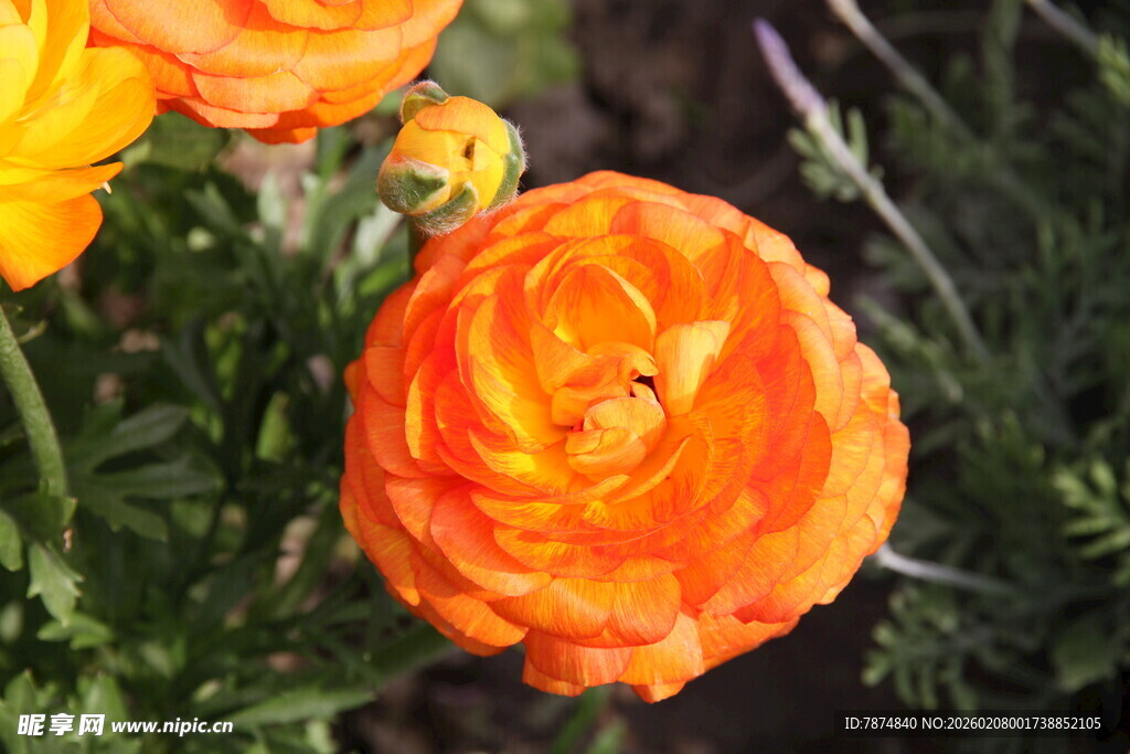 橙色花毛茛特写