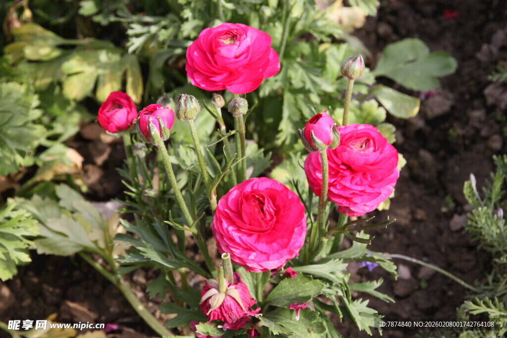 娇艳粉色花毛茛绽放