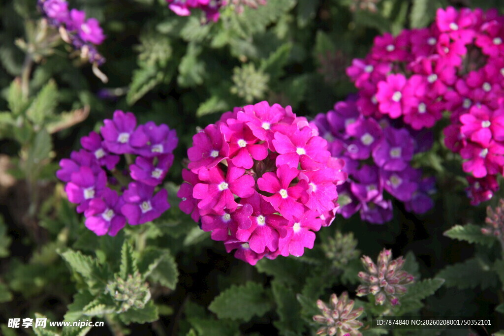 多彩绚丽的美丽花卉绽放