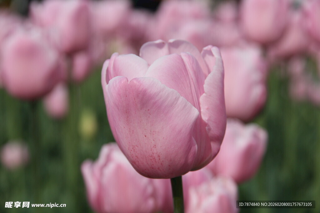 粉色郁金香花海美景