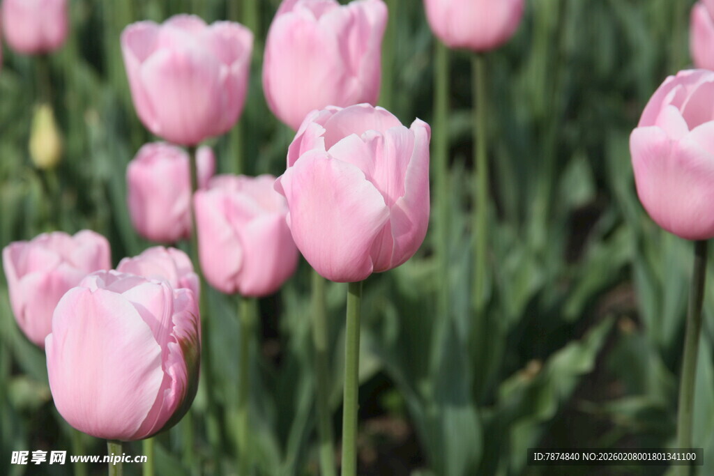 粉色郁金香花丛美景