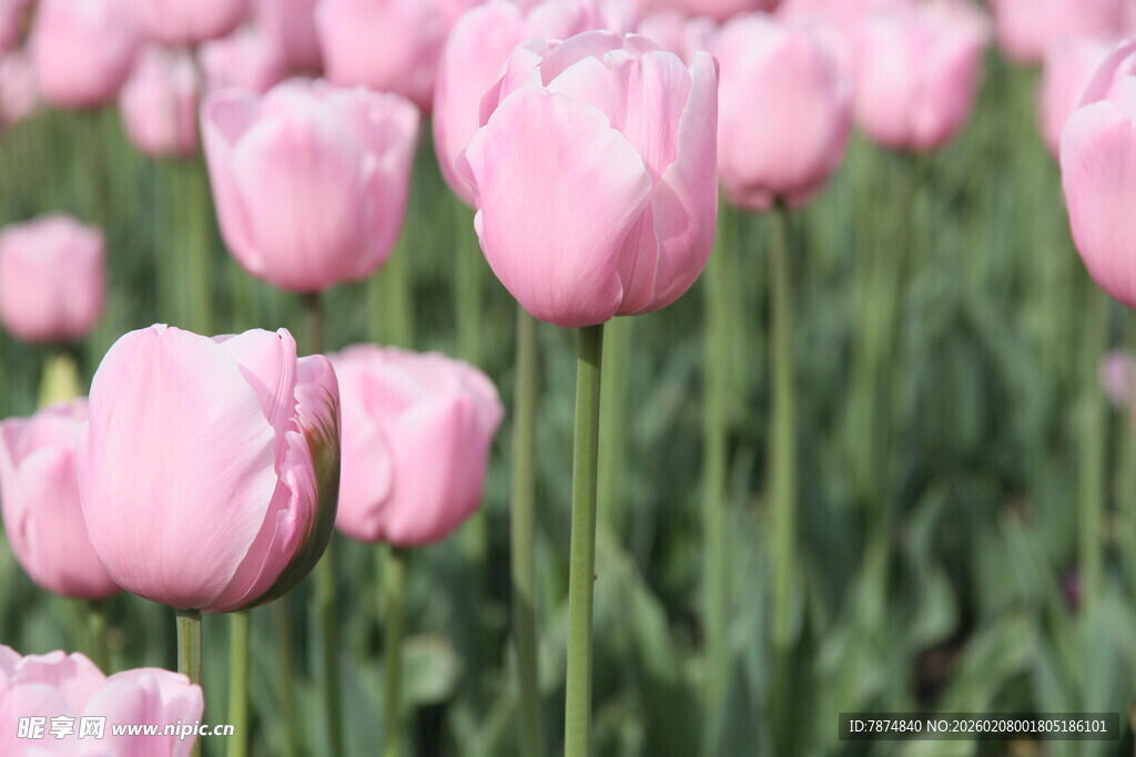 粉色郁金香花海