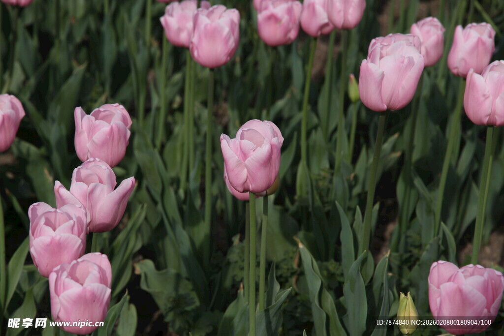 粉色郁金香花海