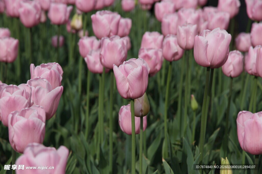 粉色郁金香花海