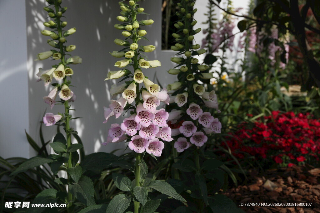 庭院中绽放的多彩毛地黄