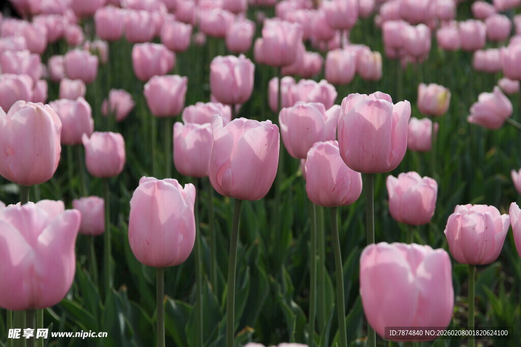 粉色郁金香花海