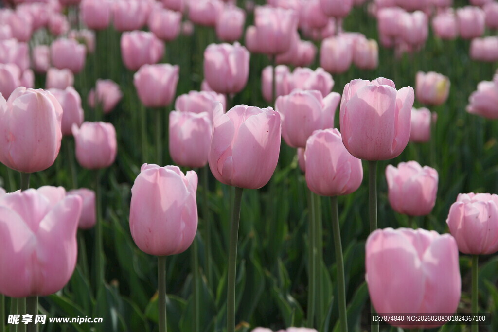 粉色郁金香花海