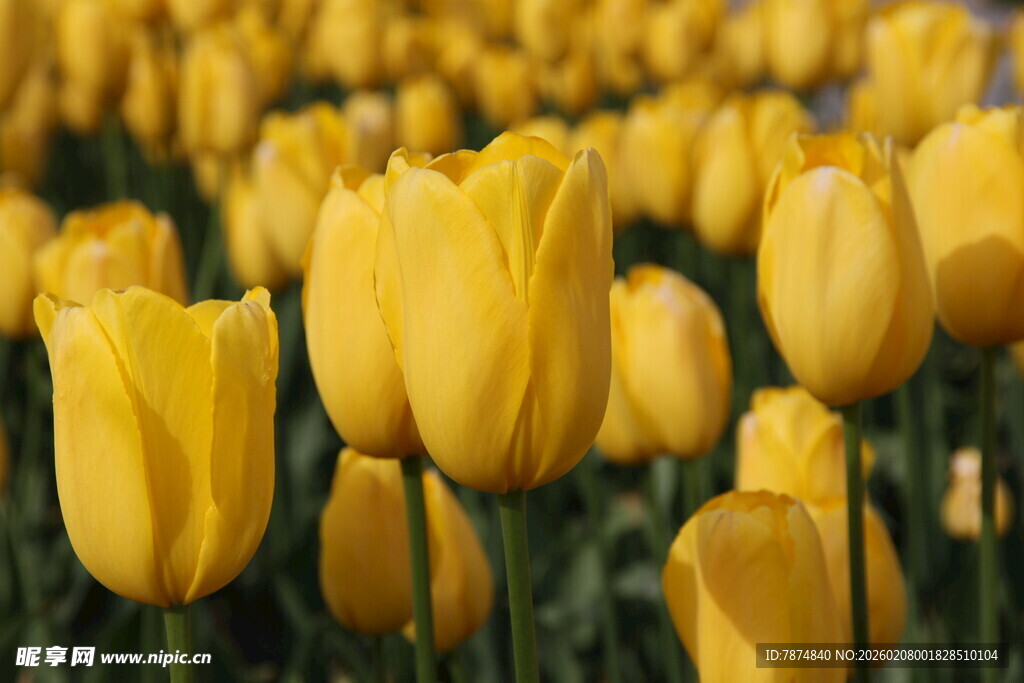 黄色郁金香花海