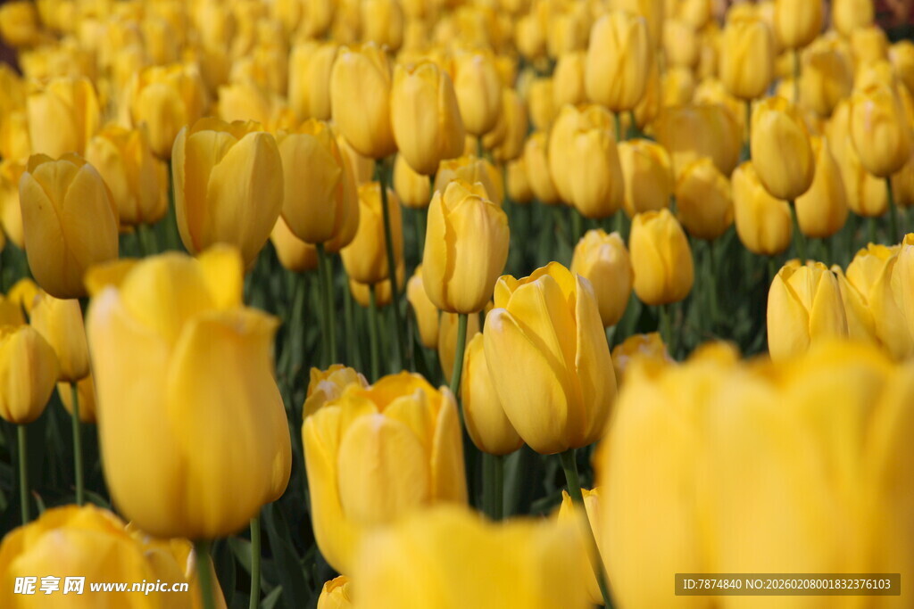 金黄郁金香花海